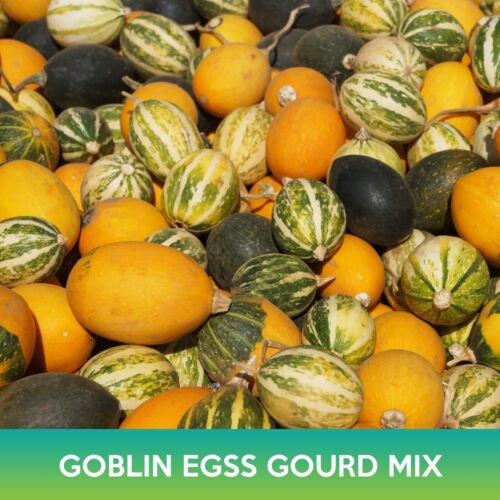 Goblin Eggs Gourd Mix Seeds Easy to Grow