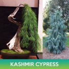 Kashmir Cypress Seeds Weeping Cypress Cupressus Cashmeriana Easy to Grow