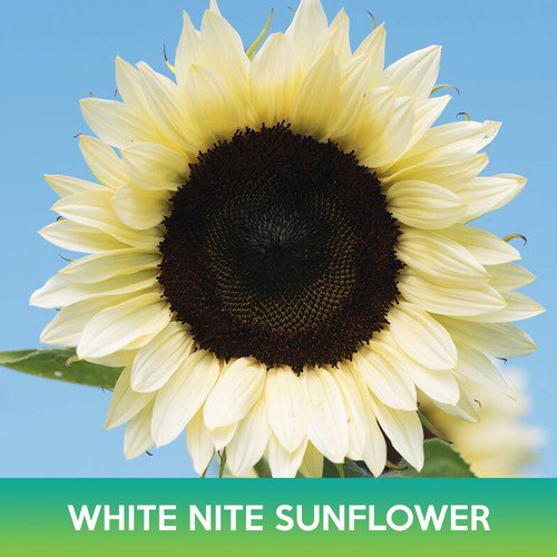 Procut White Nite Sunflower Seeds Easy to Grow