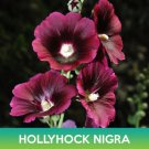 Hollyhock Nigra Flower Seeds Alcea Rosea Nigra Easy to Grow