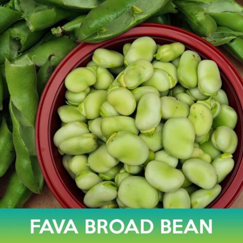 Fava Broad Bean Seeds Vicia Faba Easy to Grow
