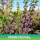 Pennyroyal Flower Seeds Mentha Pulegium Easy to Grow