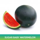 Sugar Baby Watermelon Seeds Easy to Grow