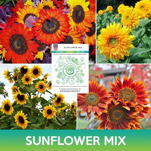 Sunflower Mix Seeds Easy to Grow