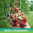 Musk Strawberry Seeds Fragaria Moschata Easy to Grow