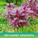 Red Garnet Amaranth Seeds Edible Amaranth Amaranthus Tricolor Easy to Grow