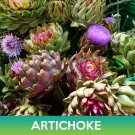 Artichoke Seeds Cynara Scolymus Combined On 500 Seed Varieties Easy to Grow