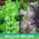 Bells Of Ireland Seeds Moluccella Laevis Easy to Grow