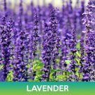 Lavender Seeds Easy to Grow