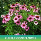 Purple Coneflower Seeds Echinacea Purpurea Easy to Grow