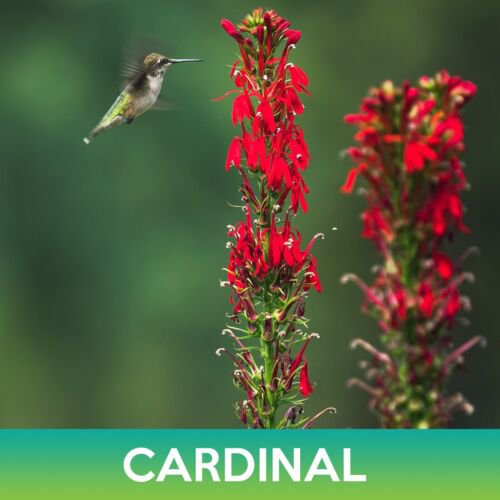 Cardinal Flower Seeds Lobelia Cardinalis Easy to Grow
