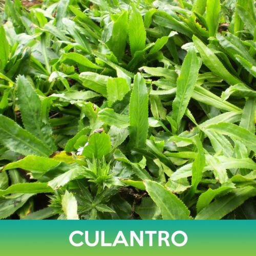 Culantro Seeds False Coriander Spiny Coriander Eryngium Foetidum Easy to Grow