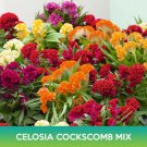 Celosia Cockscomb Flower Mix Seeds Celosia Argentea Var Cristata Easy to Grow
