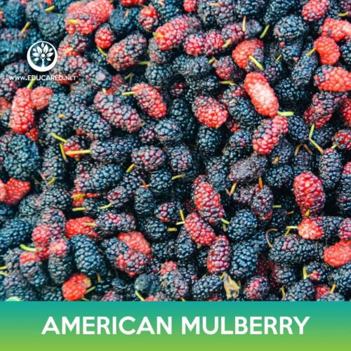 American Mulberry Seeds Red Mulberry Morus Rubra Combined On 500  Easy to Grow