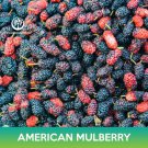American Mulberry Seeds Red Mulberry Morus Rubra Combined On 500  Easy to Grow