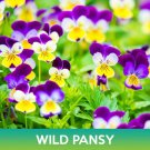 Wild Pansy Flower Seeds Johnny Jump Up Viola Tricolor Easy to Grow
