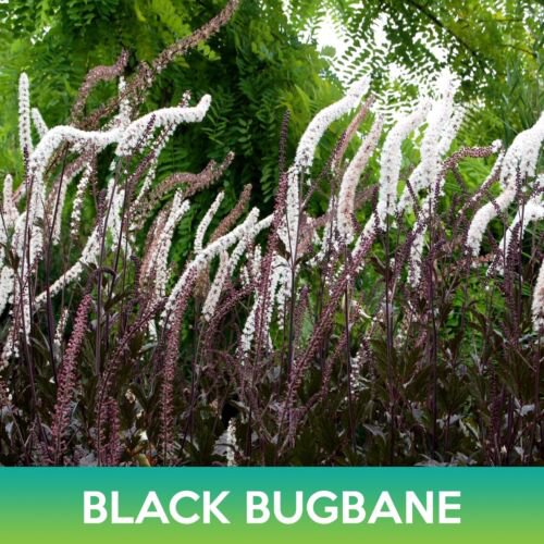 Black Bugbane Seeds Cimicifuga Ramosa Atropurpurea Easy to Grow