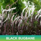 Black Bugbane Seeds Cimicifuga Ramosa Atropurpurea Easy to Grow
