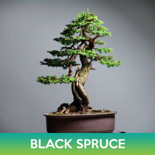 Black Spruce Seeds Easy to Grow