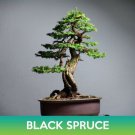 Black Spruce Seeds Easy to Grow