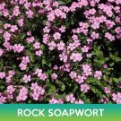 Rock Soapwort Seeds Saponaria Ocymoides Easy to Grow