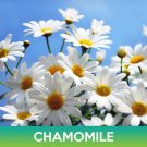 Chamomile Flower Seeds Chamaemelum Nobile Easy to Grow