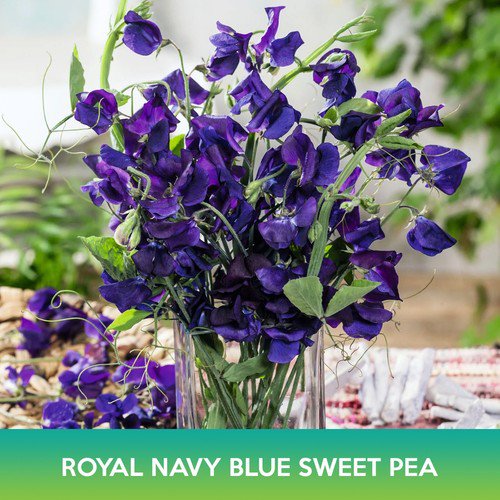 Royal Navy Blue Sweet Pea Seeds Easy to Grow
