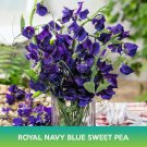 Royal Navy Blue Sweet Pea Seeds Easy to Grow