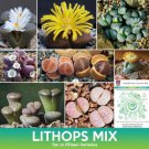 Lithops Succulent Mix Seeds Easy to Grow