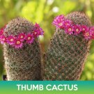 Thumb Cactus Seeds Mammillaria Matudae Easy to Grow