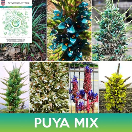 Puya Succulent Mix Seeds Easy to Grow
