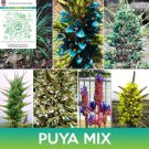 Puya Succulent Mix Seeds Easy to Grow