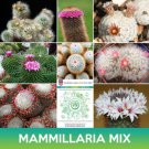 Mammillaria Cactus Mix Seeds Easy to Grow