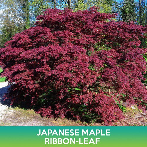 Ribbon Leaf Japanese Maple Tree Seeds Acer Palmatum Atrolineare Easy to Grow