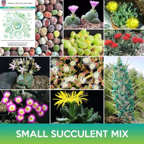 Small Succulent Mix Seeds Easy to Grow