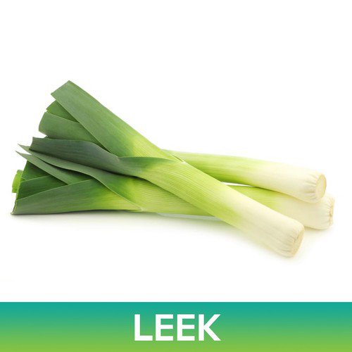 Leek Seeds American Flag Leek Allium Porrum Easy to Grow