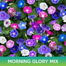 Morning Glory Mix Seeds Easy to Grow