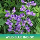 Wild Blue Indigo Flower Seeds Blue False Indigo Baptisia Australis Easy to Grow Wild Blue Indigo Flower Seeds Blue False Indigo Baptisia Australis Easy to Grow