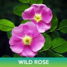 Wild Rose Seeds Rosa Virginiana Easy to Grow