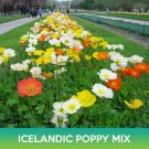 Icelandic Poppy Flower Mix Seeds Papaver Nudicaule Easy to Grow Icelandic Poppy Flower Mix Seeds Papaver Nudicaule Easy to Grow