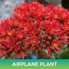 Airplane Plant Seed Crassula Perfoliata Succulent Seeds Combined  Easy to Grow