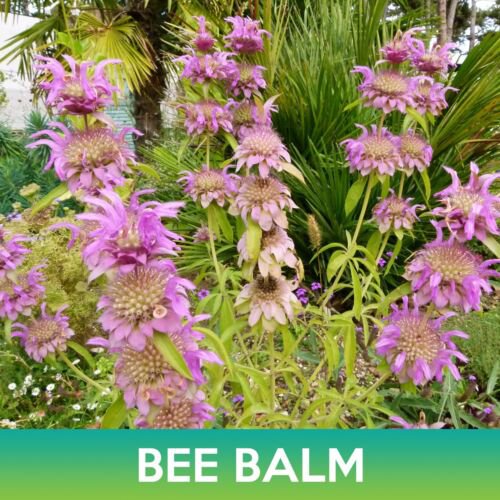 Bee Balm Seeds Wild Bergamot Monarda Fistulosa Easy to Grow