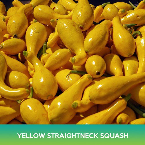 Straightneck Squash Seeds Yellow Squash Easy to Grow