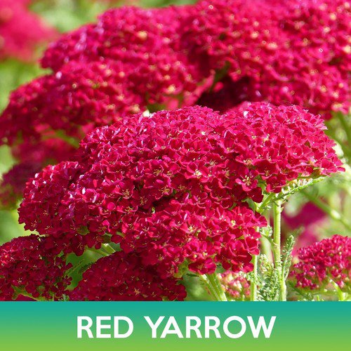 Red Yarrow Flower Seeds Achillea Millefolium Rubra Easy to Grow