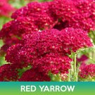 Red Yarrow Flower Seeds Achillea Millefolium Rubra Easy to Grow