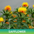 Safflower Seeds Zanzibar Carthamus Tinctorius Easy to Grow