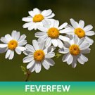 Feverfew Seeds Tanacetum Parthenium Easy to Grow
