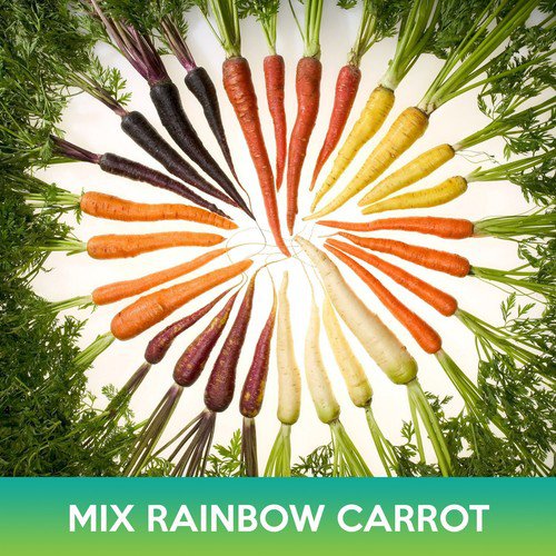 Rainbow Carrot Mix Seeds Easy to Grow
