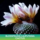 Blossfeldia Liliputana Cactus Seeds Easy to Grow