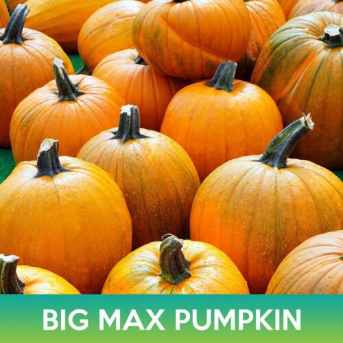 Big Max Pumpkin Seeds Cucurbita Maxima Easy to Grow